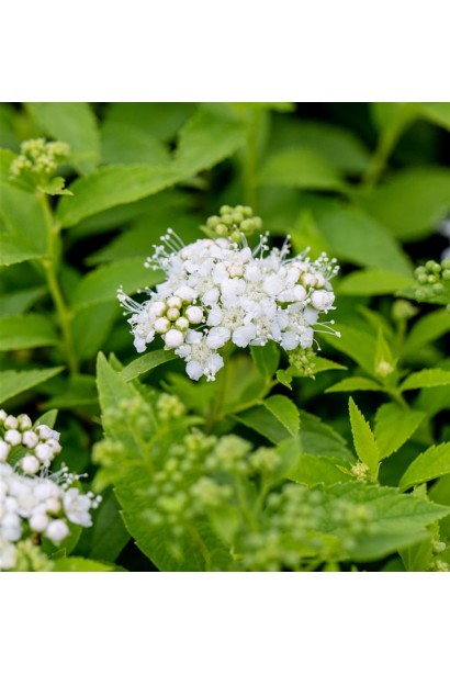 Ніжна краса білих квітів спіреї Альбіфлора.